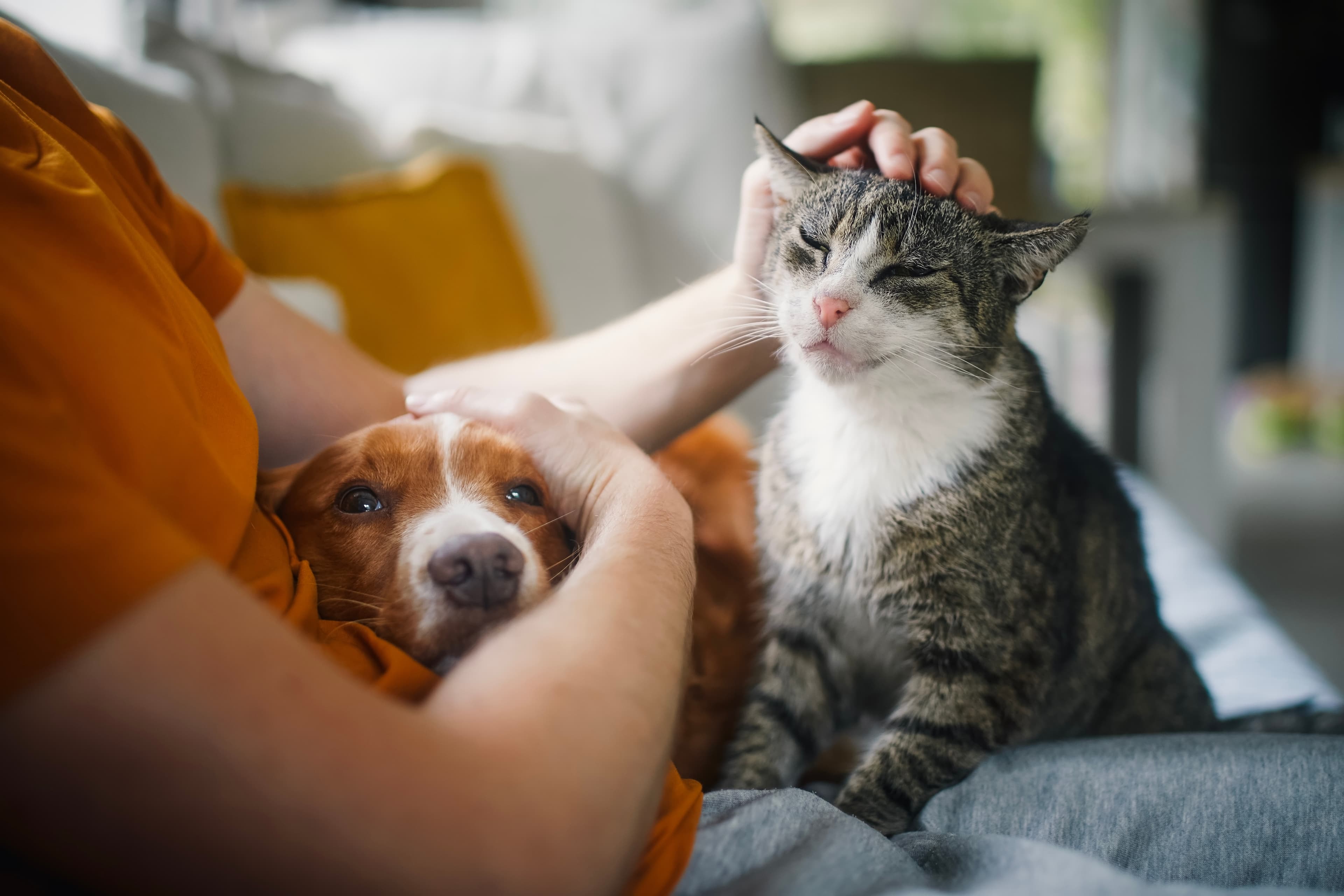 Adopt a Pet out in the world - people and pets together