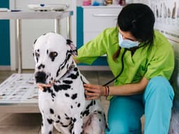 Why Is Your Dog’s Stomach Hard? What to Give a Bloated Dog