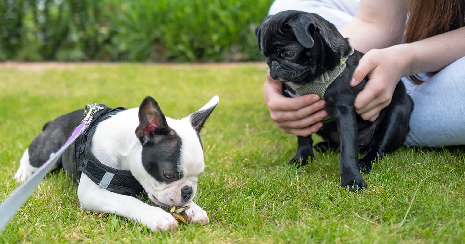 Which Is Right for You: Boston Terrier or Pug?