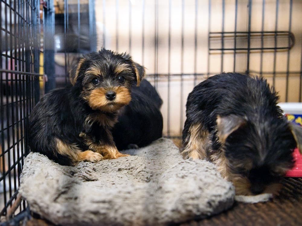 The HSUS’s “Horrible Hundred” Exposes 100 Known Puppy Mills in the United States