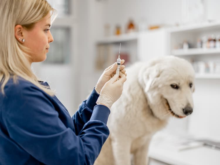 Titer Tests: An Alternative to Annual Vaccinations?