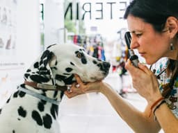 How to Spot, Treat, and Prevent Diabetes in Your Dog