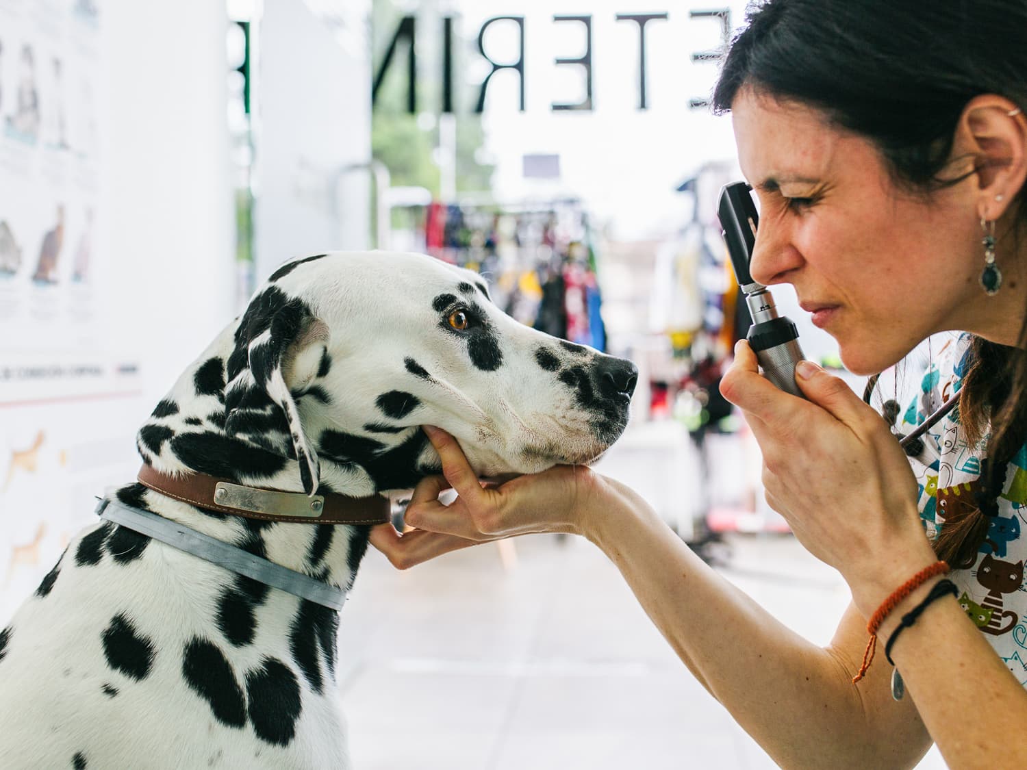 How to Spot, Treat, and Prevent Diabetes in Your Dog
