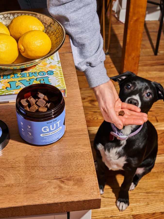 Best Probiotics for Dogs