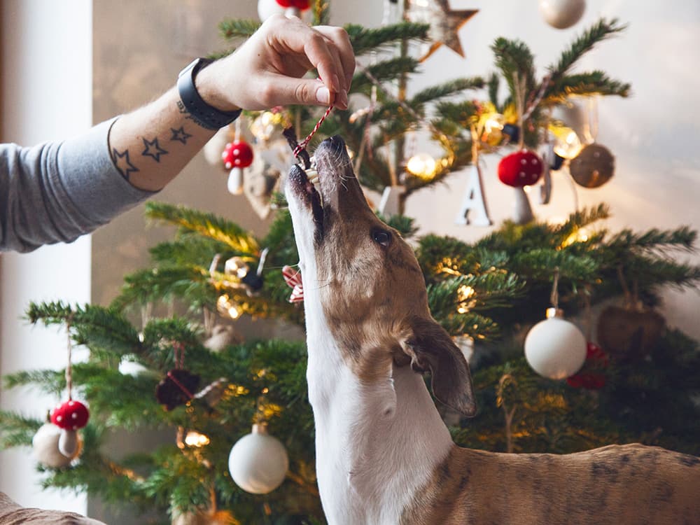 8 Pet Hazards That May Be in Your Home This Holiday Season