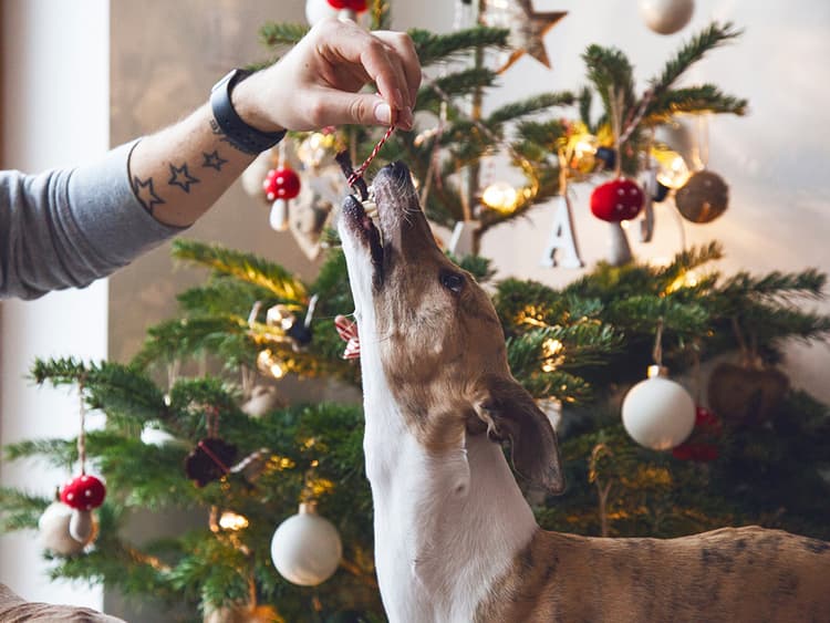8 Pet Hazards That May Be in Your Home This Holiday Season