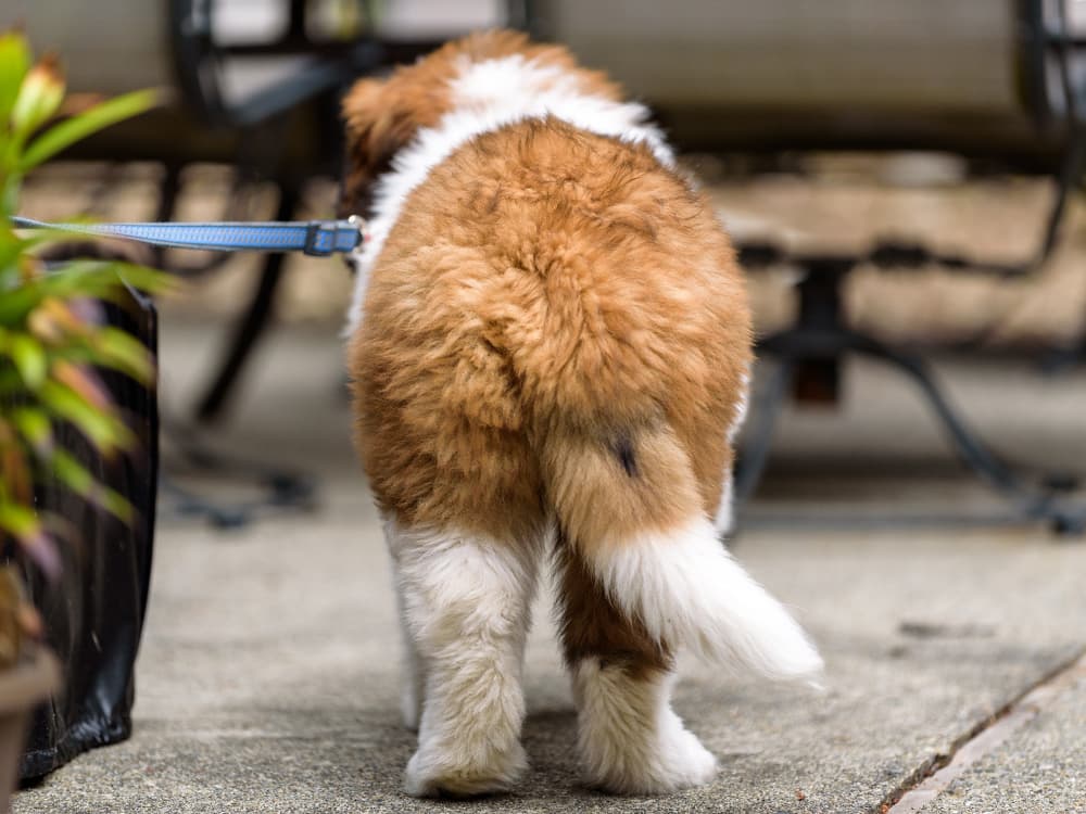 How to Tell if Your Dog is a Lefty or a Righty
