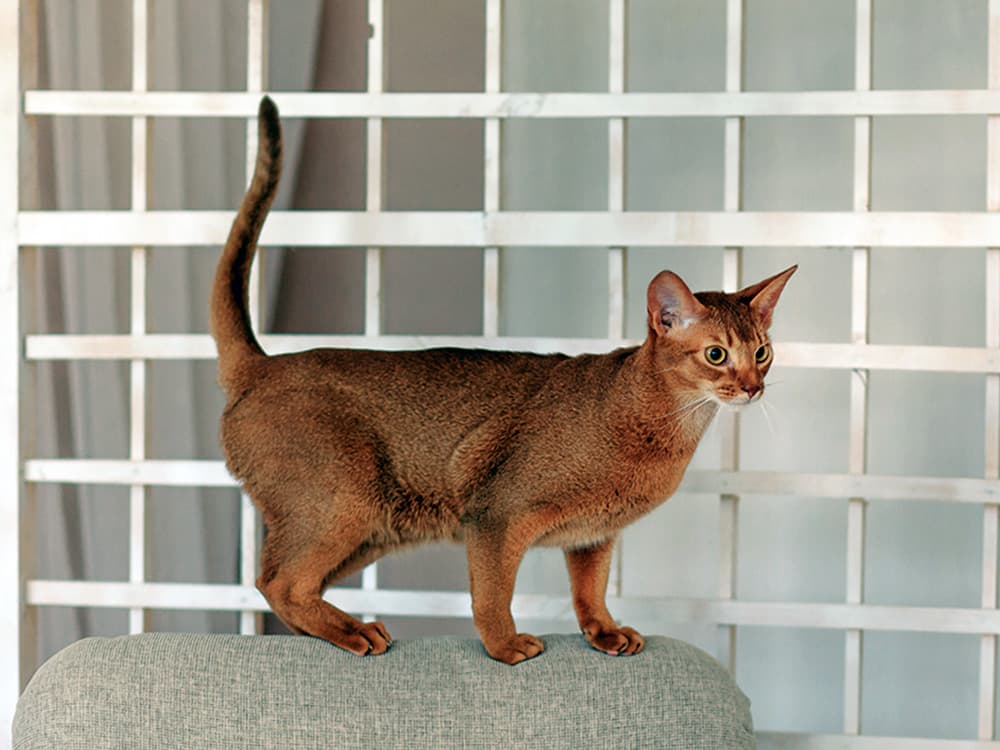 Abyssinian cat