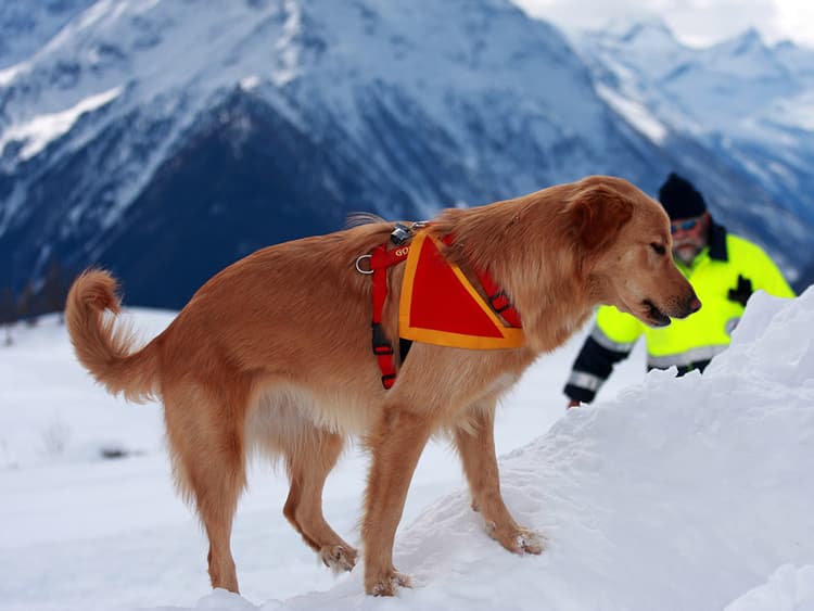 Paw Patrol: How Avalanche Rescue Dogs Make the Slopes Safer for Everyone