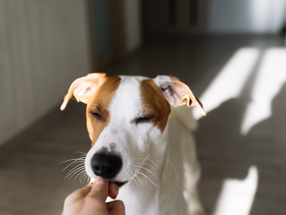 Does Your Pet Want in On Your CBD?