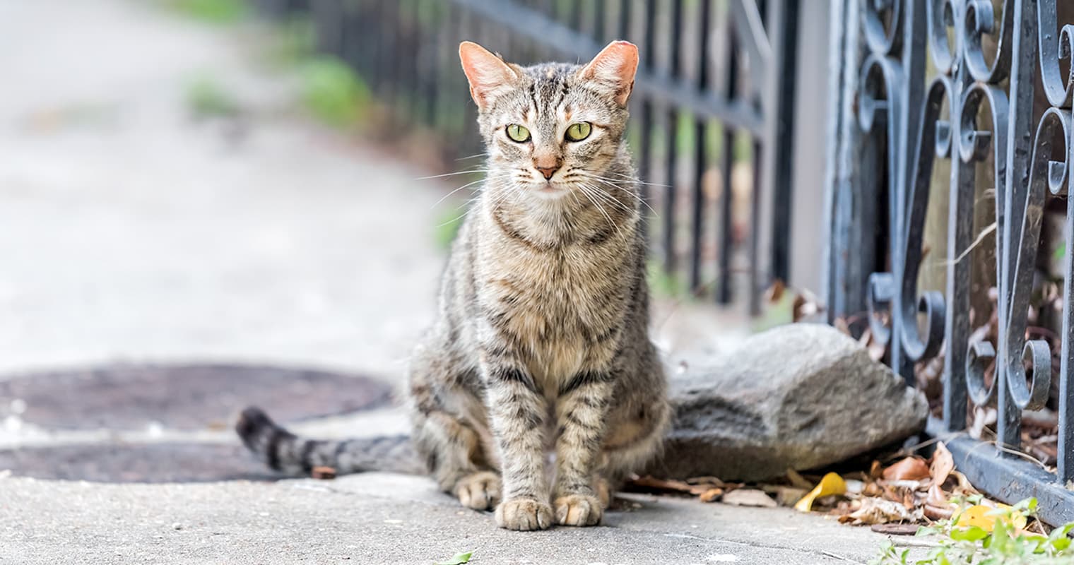 Feral vs. Stray Cats: What You Should Know