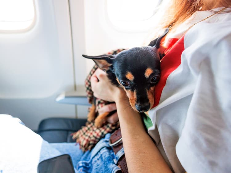 Turbulence Is Getting Worse—Help Your Pet Weather the Ride