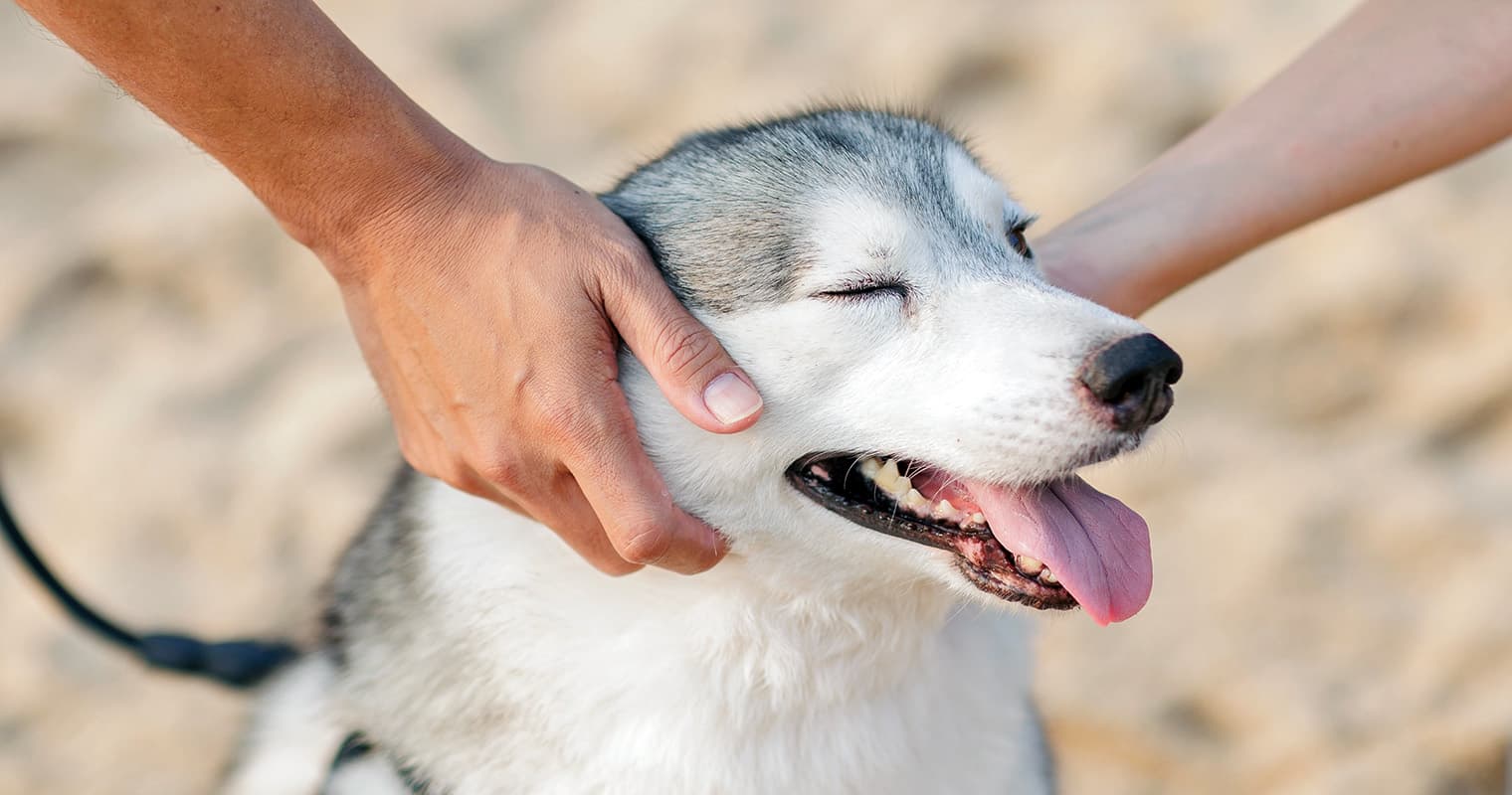 How Do I Give Up My Husky?