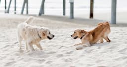 Labrador Retriever vs. Golden Retriever: Which Is Right for You?