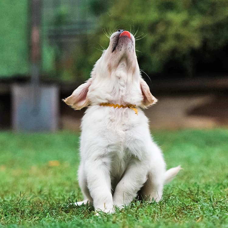 9 Reasons Your Dog Is Licking the Air