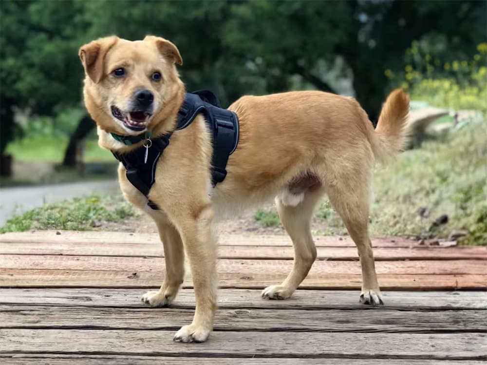 Shiba Labrador mix