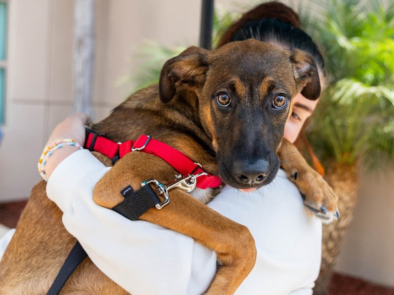 woman holding adoptable pet