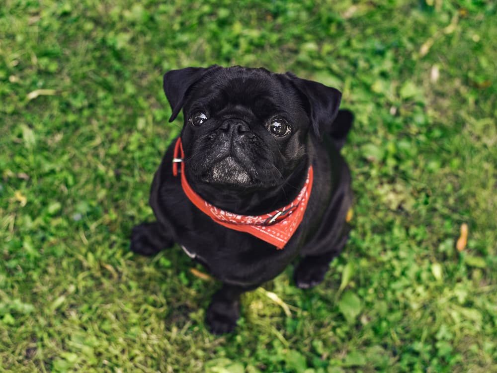 Everything You Need to Know About Cataracts in Dogs