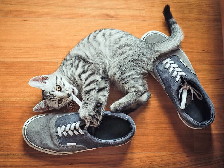 Why Is Your Cat So Obsessed With Your Shoes?