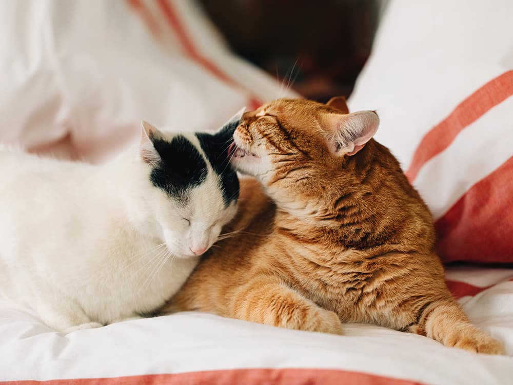 Cats Aren’t Loners, After All