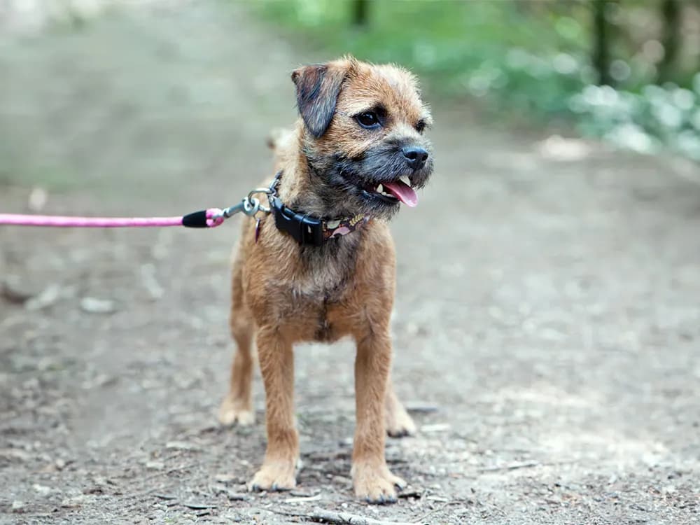 border terrier dog on leash