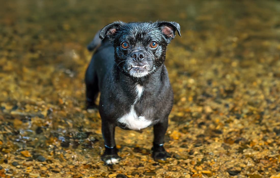 Chug dog standing outside in a river.