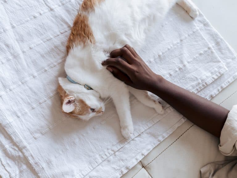 Turkish Van
