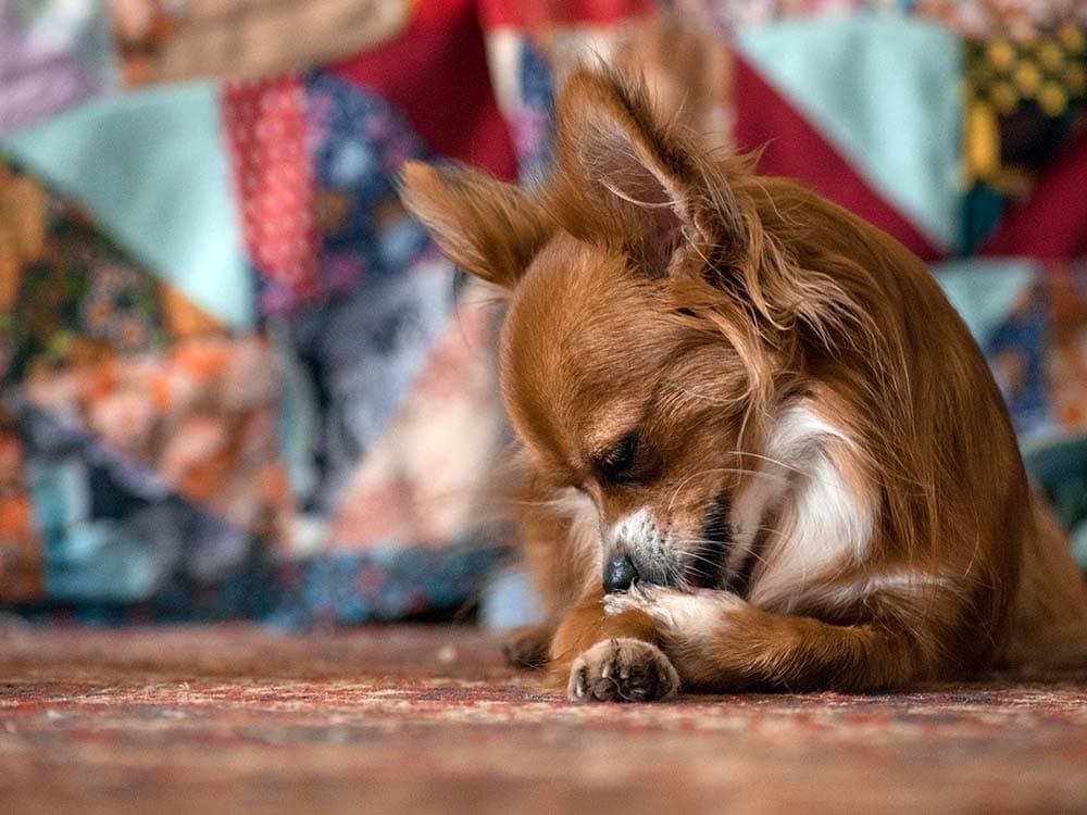 Why Do Dogs Lick Their Paws?