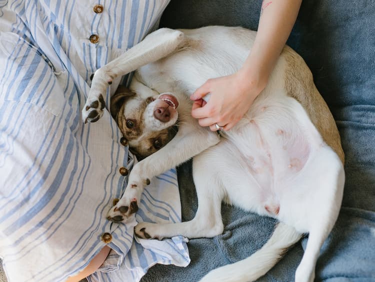 Why Do Dogs Like Belly Rubs? The Real Reasons Explained