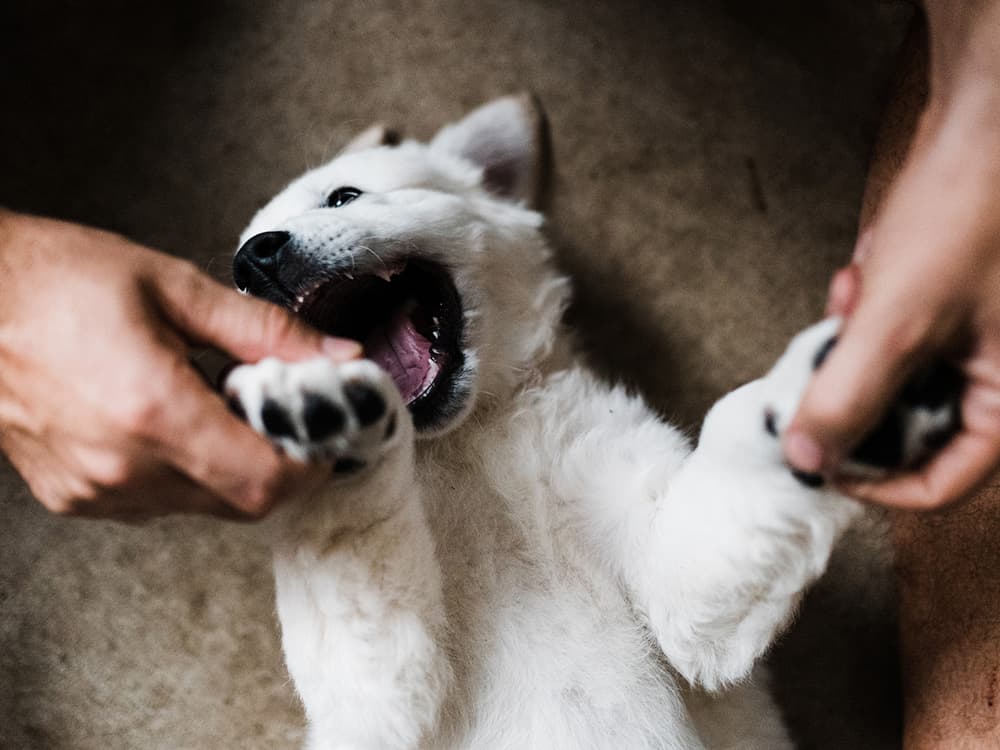 How to Train a Puppy Not to Bite