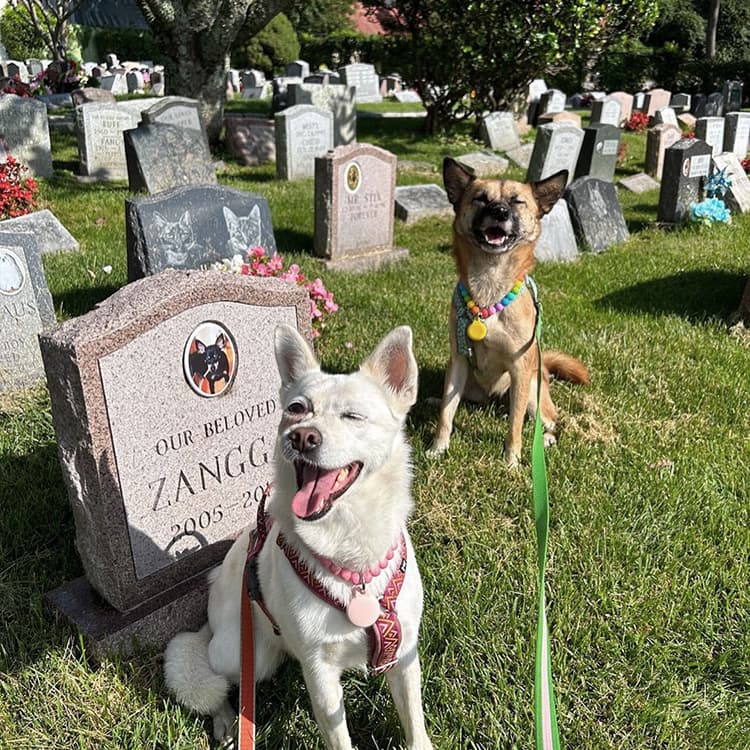 5 of the Most Beautiful Places in the US to Lay Your Pet to Rest