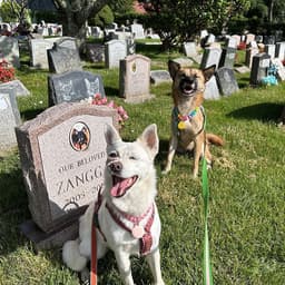 5 of the Most Beautiful Places in the US to Lay Your Pet to Rest