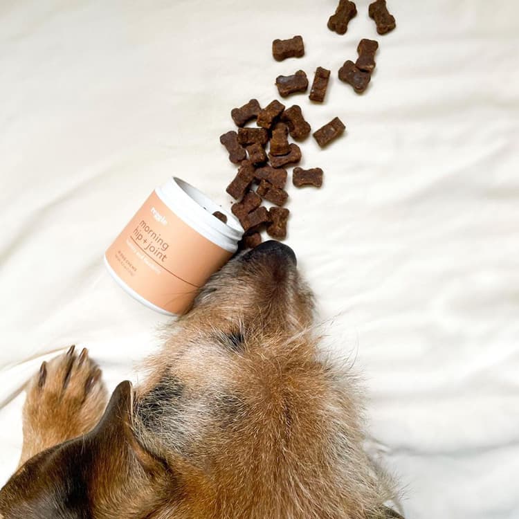 As Much as We Reject Them, Routines Are Good for Us — and Our Dogs