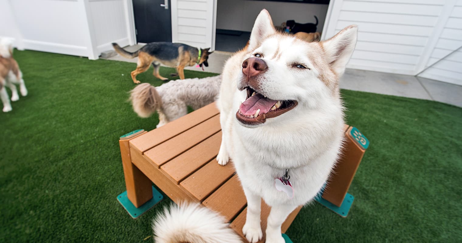 Does Doggy Day Care Help With Separation Anxiety?