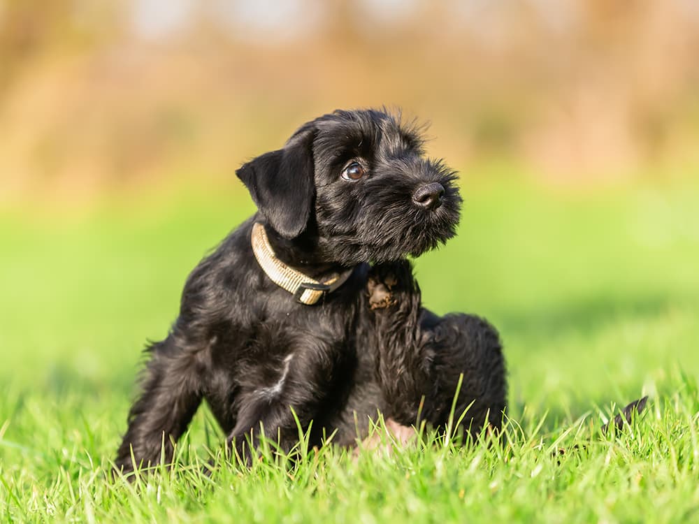 Shoo, Flea: What to Do About Your Dog’s Disturbing Flea Allergy