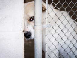 Animal Shelters Are Filling Up Once Again
