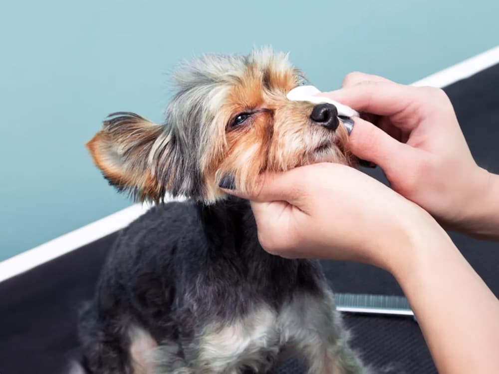 dog getting eyes wiped