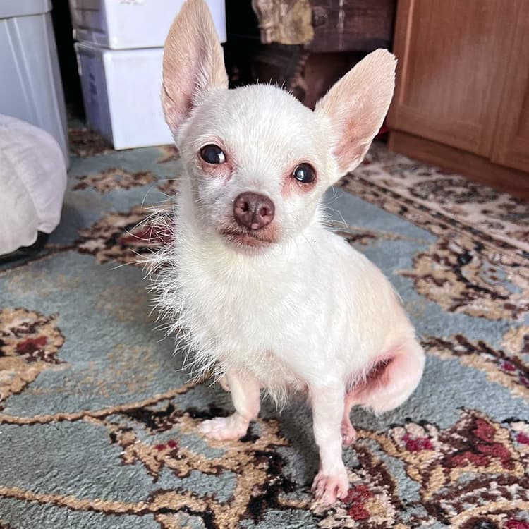 small dog rescued in home