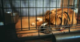 What to Put in Your Dog’s Crate at Night