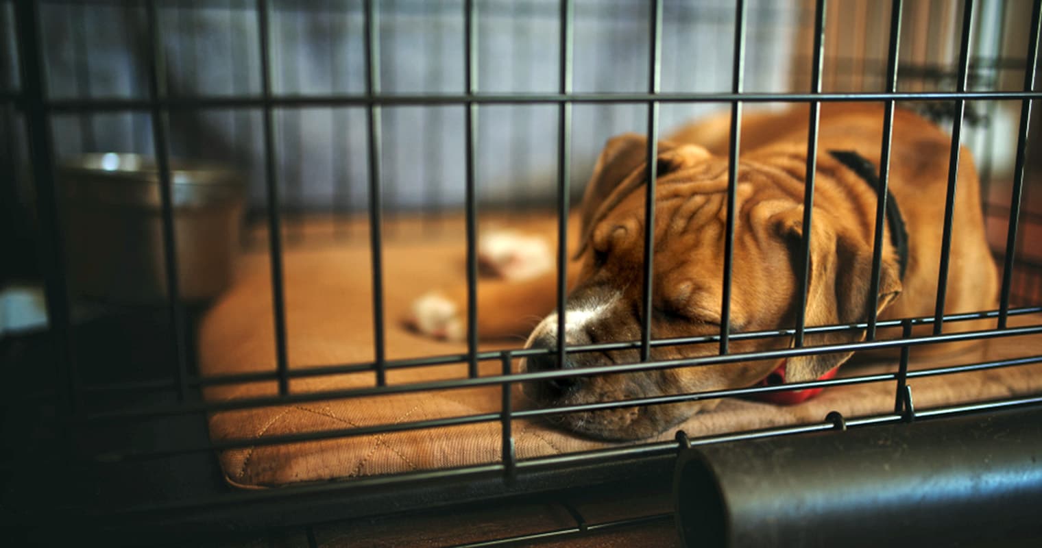 What to Put in Your Dog’s Crate at Night