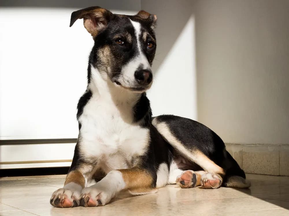 upset dog lying on floor