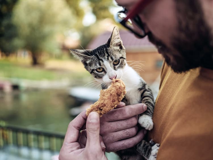 Can Cats Eat Raw Chicken?