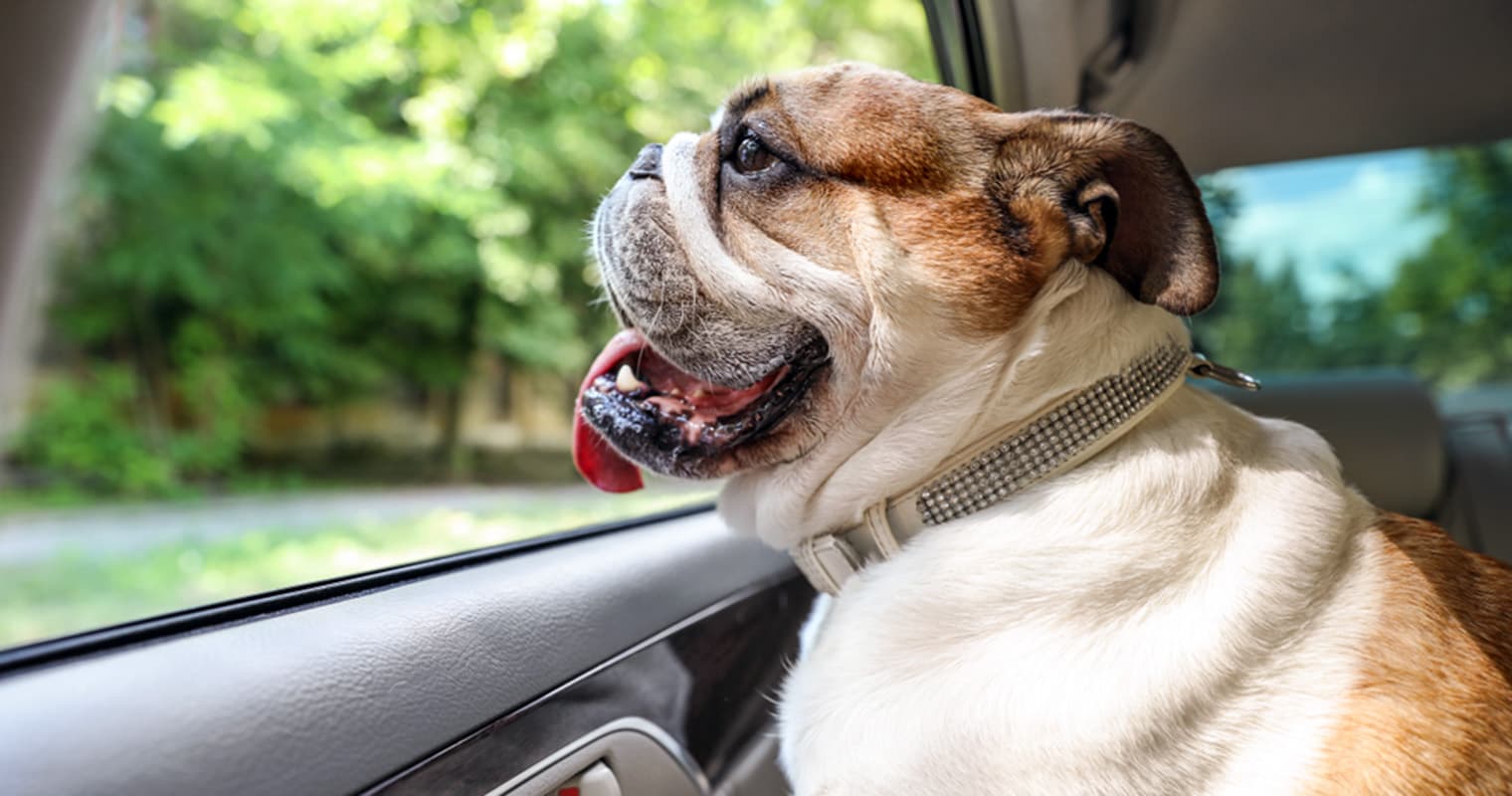 How Do I Surrender My English Bulldog?