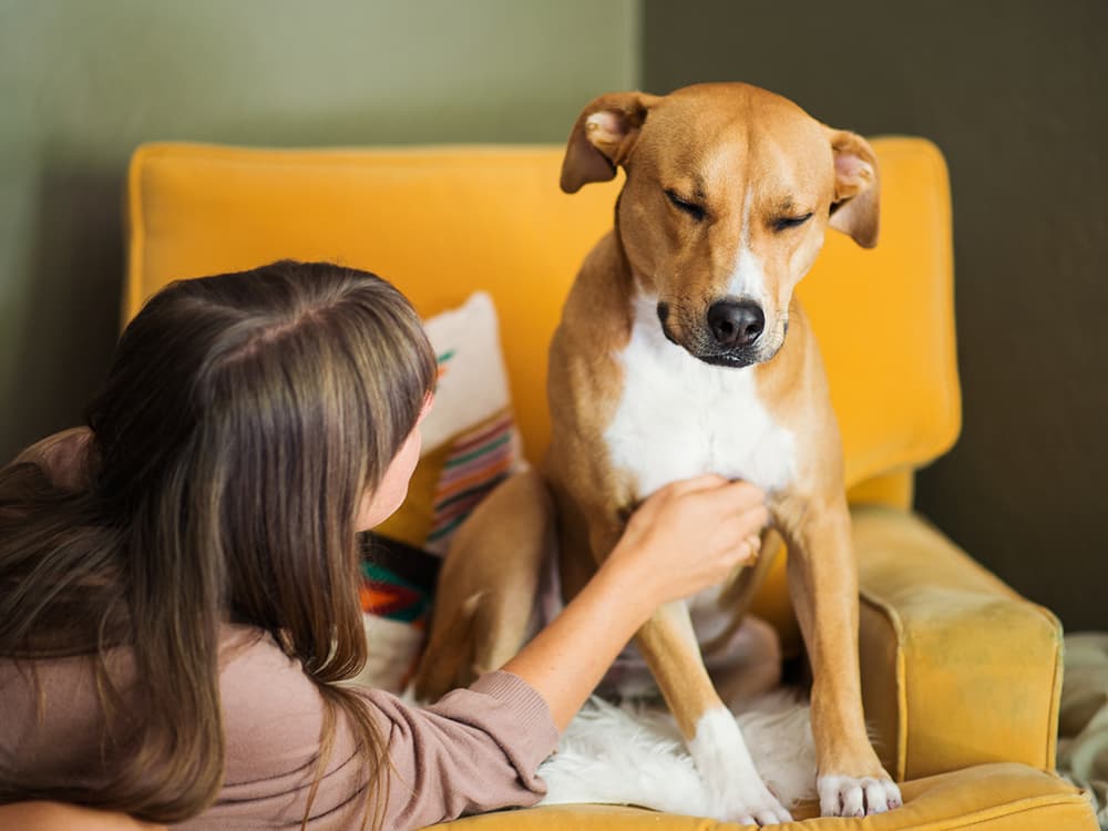 DIY Physical Exam Part 4—How to Examine Your Dog’s Stomach and Skeleton