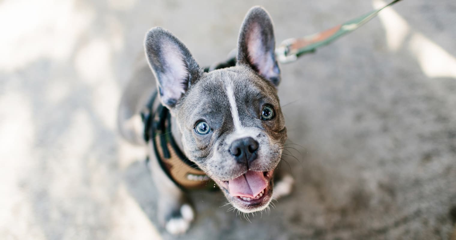 French Bulldog Mixes: What to Know Before You Adopt