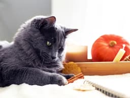 Can Cats Eat Cinnamon?
