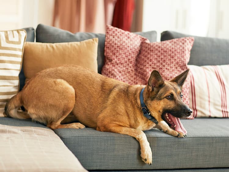 How to Stop Your Dog From Barking at the TV