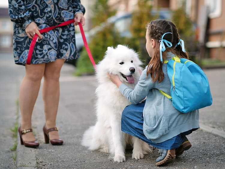 School’s Back in Session—How to Deal if Your Dog Gets Overwhelmed by the Chaos