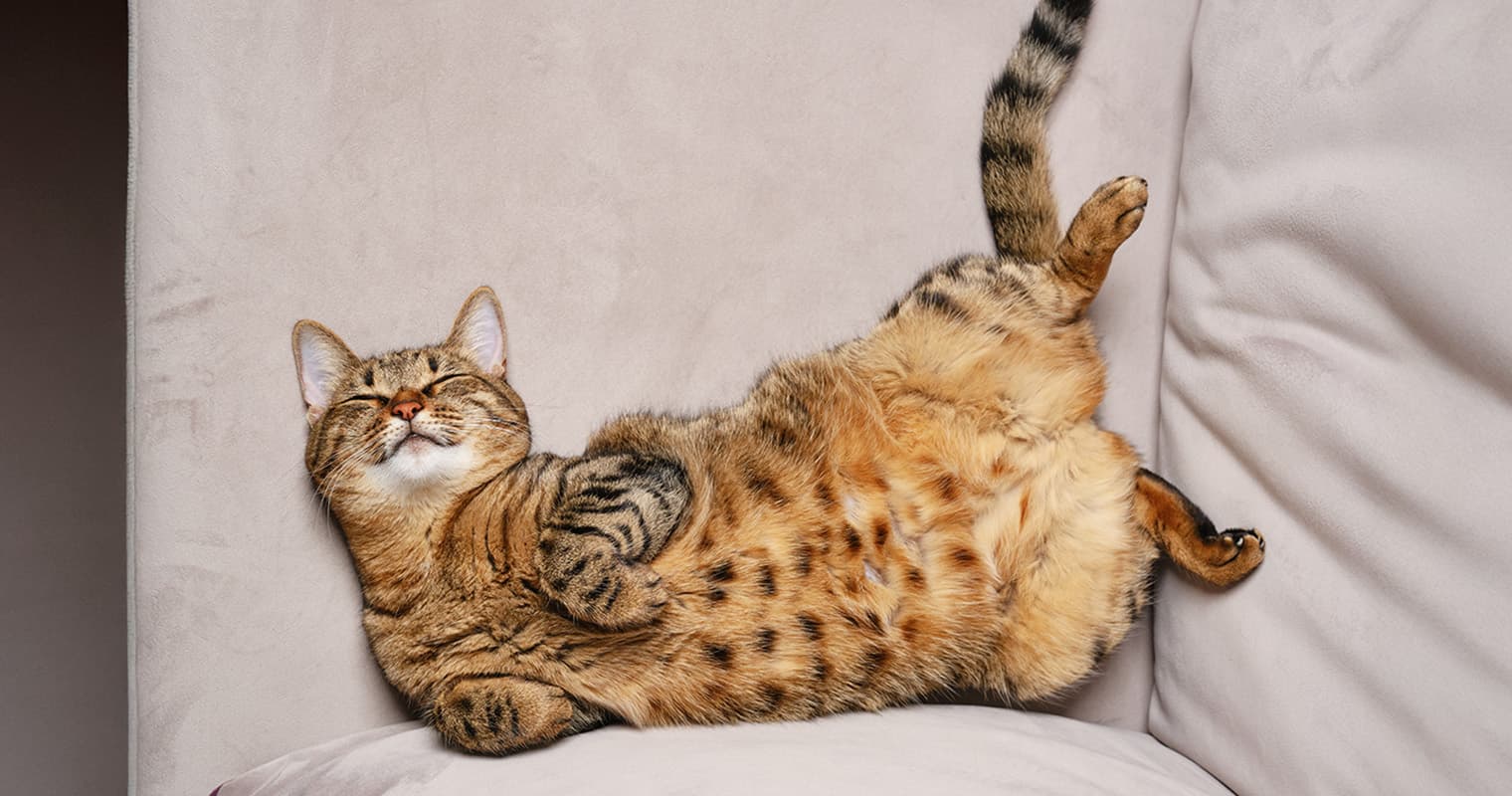 100+ Cat Pun Names Sure to Make You Smile