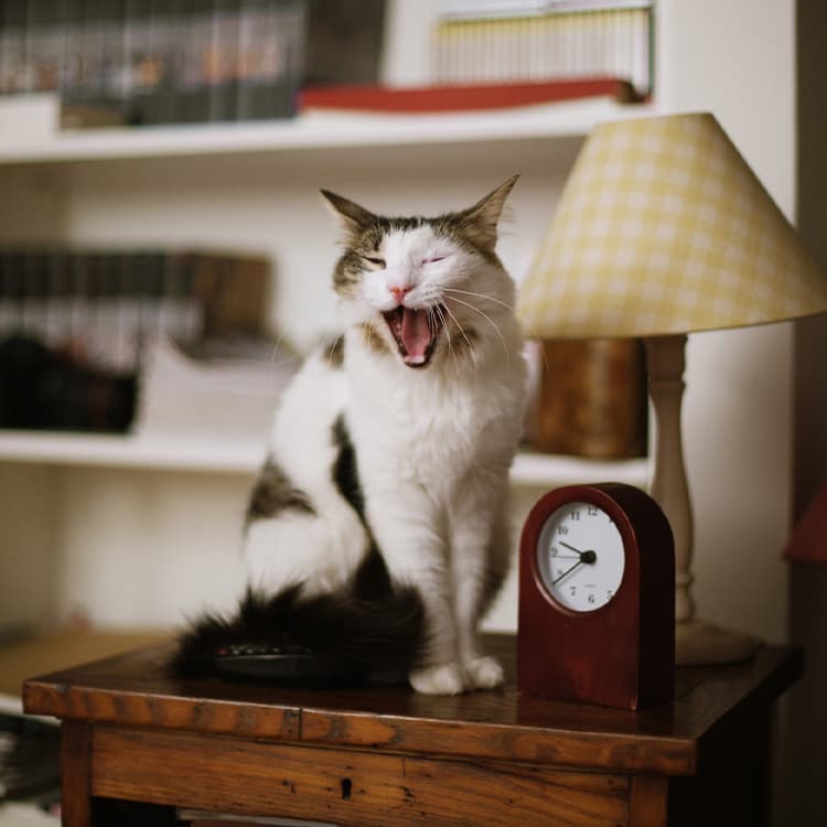 Your Cat Is Gagging. Should You Panic?